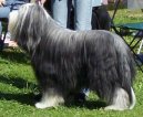 Бородатый колли (Bearded Collie) / Породы собак / Породы собак: Пастушьи: Уход, советы, бесплатные объявления, форум, болезни