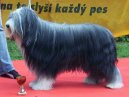 Фотографии к статье: Бородатый колли (Bearded Collie) / Советы по уходу и воспитанию породы собак, описание собаки, помощь при болезнях, фотографии, дискусии и форум.