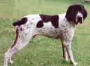 Фотографии к статье: Бракк овернский (Auvergne pointer) / Советы по уходу и воспитанию породы собак, описание собаки, помощь при болезнях, фотографии, дискусии и форум.