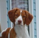 Фотографии к статье: Бретонский спаниель (Brittany Spaniel) / Советы по уходу и воспитанию породы собак, описание собаки, помощь при болезнях, фотографии, дискусии и форум.