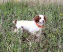 Фотографии к статье: Бретонский спаниель (Brittany Spaniel) / Советы по уходу и воспитанию породы собак, описание собаки, помощь при болезнях, фотографии, дискусии и форум.