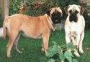 Фотографии к статье: Бульмастиф (Bullmastiff) / Советы по уходу и воспитанию породы собак, описание собаки, помощь при болезнях, фотографии, дискусии и форум.