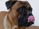 Фотографии к статье: Бульмастиф (Bullmastiff) / Советы по уходу и воспитанию породы собак, описание собаки, помощь при болезнях, фотографии, дискусии и форум.