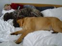 Фотографии к статье: Бульмастиф (Bullmastiff) / Советы по уходу и воспитанию породы собак, описание собаки, помощь при болезнях, фотографии, дискусии и форум.