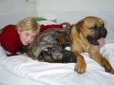 Фотографии к статье: Бульмастиф (Bullmastiff) / Советы по уходу и воспитанию породы собак, описание собаки, помощь при болезнях, фотографии, дискусии и форум.