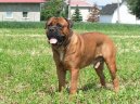 Фотографии к статье: Бульмастиф (Bullmastiff) / Советы по уходу и воспитанию породы собак, описание собаки, помощь при болезнях, фотографии, дискусии и форум.