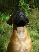 Фотографии к статье: Бульмастиф (Bullmastiff) / Советы по уходу и воспитанию породы собак, описание собаки, помощь при болезнях, фотографии, дискусии и форум.