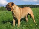 Фотографии к статье: Бульмастиф (Bullmastiff) / Советы по уходу и воспитанию породы собак, описание собаки, помощь при болезнях, фотографии, дискусии и форум.