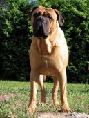 Фотографии к статье: Бульмастиф (Bullmastiff) / Советы по уходу и воспитанию породы собак, описание собаки, помощь при болезнях, фотографии, дискусии и форум.