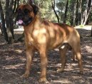 Фотографии к статье: Бульмастиф (Bullmastiff) / Советы по уходу и воспитанию породы собак, описание собаки, помощь при болезнях, фотографии, дискусии и форум.