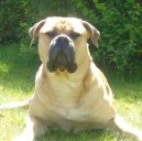 Фотографии к статье: Бульмастиф (Bullmastiff) / Советы по уходу и воспитанию породы собак, описание собаки, помощь при болезнях, фотографии, дискусии и форум.