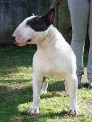 Фотографии к статье: Бультерьер (Bull Terrier) / Советы по уходу и воспитанию породы собак, описание собаки, помощь при болезнях, фотографии, дискусии и форум.