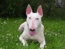 Фотографии к статье: Бультерьер (Bull Terrier) / Советы по уходу и воспитанию породы собак, описание собаки, помощь при болезнях, фотографии, дискусии и форум.