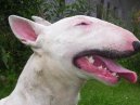 Фотографии к статье: Бультерьер (Bull Terrier) / Советы по уходу и воспитанию породы собак, описание собаки, помощь при болезнях, фотографии, дискусии и форум.