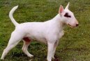 Фотографии к статье: Бультерьер (Bull Terrier) / Советы по уходу и воспитанию породы собак, описание собаки, помощь при болезнях, фотографии, дискусии и форум.