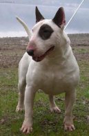 Фотографии к статье: Бультерьер (Bull Terrier) / Советы по уходу и воспитанию породы собак, описание собаки, помощь при болезнях, фотографии, дискусии и форум.