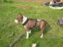 Фотографии к статье: Бультерьер (Bull Terrier) / Советы по уходу и воспитанию породы собак, описание собаки, помощь при болезнях, фотографии, дискусии и форум.