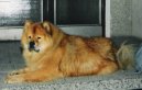 Фотографии к статье: Чау-чау (Chow Chow) / Советы по уходу и воспитанию породы собак, описание собаки, помощь при болезнях, фотографии, дискусии и форум.