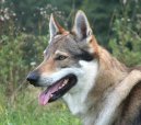 Фотографии к статье: Чехословацкий влчак (Czechoslovakian wolfdog) / Советы по уходу и воспитанию породы собак, описание собаки, помощь при болезнях, фотографии, дискусии и форум.