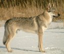 Фотографии к статье: Чехословацкий влчак (Czechoslovakian wolfdog) / Советы по уходу и воспитанию породы собак, описание собаки, помощь при болезнях, фотографии, дискусии и форум.