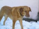 Фотографии к статье: Чесапик-бей-ретривер (Chesapeake Bay Retriever) / Советы по уходу и воспитанию породы собак, описание собаки, помощь при болезнях, фотографии, дискусии и форум.