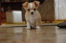 Фотографии к статье: Чихуахуа (Chihuahua) / Советы по уходу и воспитанию породы собак, описание собаки, помощь при болезнях, фотографии, дискусии и форум.