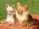 Фотографии к статье: Чихуахуа (Chihuahua) / Советы по уходу и воспитанию породы собак, описание собаки, помощь при болезнях, фотографии, дискусии и форум.