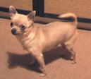 Фотографии к статье: Чихуахуа (Chihuahua) / Советы по уходу и воспитанию породы собак, описание собаки, помощь при болезнях, фотографии, дискусии и форум.