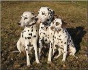 Фотографии к статье: Далматин (Dalmatinac, Dalmatian) / Советы по уходу и воспитанию породы собак, описание собаки, помощь при болезнях, фотографии, дискусии и форум.