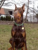 Фотографии к статье: Доберман (Dobermann, Doberman) / Советы по уходу и воспитанию породы собак, описание собаки, помощь при болезнях, фотографии, дискусии и форум.