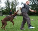 Фотографии к статье: Доберман (Dobermann, Doberman) / Советы по уходу и воспитанию породы собак, описание собаки, помощь при болезнях, фотографии, дискусии и форум.