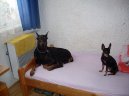 Фотографии к статье: Доберман (Dobermann, Doberman) / Советы по уходу и воспитанию породы собак, описание собаки, помощь при болезнях, фотографии, дискусии и форум.