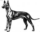 Фотографии к статье: Фараонова собака (Pharaoh Hound) / Советы по уходу и воспитанию породы собак, описание собаки, помощь при болезнях, фотографии, дискусии и форум.