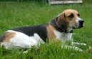 Фотографии к статье: Фоксхаунд (English Foxhound) / Советы по уходу и воспитанию породы собак, описание собаки, помощь при болезнях, фотографии, дискусии и форум.