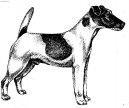 Фотографии к статье: Фокстерьер гладкошерстный (Fox Terrier Smooth) / Советы по уходу и воспитанию породы собак, описание собаки, помощь при болезнях, фотографии, дискусии и форум.