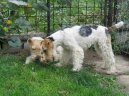 Фотографии к статье: Фокстерьер жесткошерстный (Fox Terrier Wire) / Советы по уходу и воспитанию породы собак, описание собаки, помощь при болезнях, фотографии, дискусии и форум.