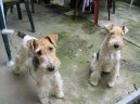 Фотографии к статье: Фокстерьер жесткошерстный (Fox Terrier Wire) / Советы по уходу и воспитанию породы собак, описание собаки, помощь при болезнях, фотографии, дискусии и форум.