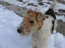 Фотографии к статье: Фокстерьер жесткошерстный (Fox Terrier Wire) / Советы по уходу и воспитанию породы собак, описание собаки, помощь при болезнях, фотографии, дискусии и форум.