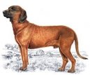 Фотографии к статье: Ганноверская гончая (Hannoverscher Schweisshund, Hanoverian Scenthound) / Советы по уходу и воспитанию породы собак, описание собаки, помощь при болезнях, фотографии, дискусии и форум.