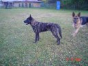 Фотографии к статье: Голландская овчарка (Dutch Shepherd Dog) / Советы по уходу и воспитанию породы собак, описание собаки, помощь при болезнях, фотографии, дискусии и форум.