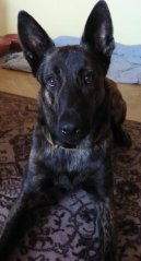 Фотографии к статье: Голландская овчарка (Dutch Shepherd Dog) / Советы по уходу и воспитанию породы собак, описание собаки, помощь при болезнях, фотографии, дискусии и форум.