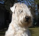 Фотографии к статье: Ирландский мягкошерстный пшеничный терьер (Irish Soft Coated Wheaten Terrier) / Советы по уходу и воспитанию породы собак, описание собаки, помощь при болезнях, фотографии, дискусии и форум.