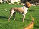 Фотографии к статье: Итальянская короткошерстная легавая (Bracco Italiano, Italian Pointing Dog) / Советы по уходу и воспитанию породы собак, описание собаки, помощь при болезнях, фотографии, дискусии и форум.