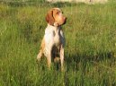 Фотографии к статье: Итальянская короткошерстная легавая (Bracco Italiano, Italian Pointing Dog) / Советы по уходу и воспитанию породы собак, описание собаки, помощь при болезнях, фотографии, дискусии и форум.