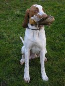 Фотографии к статье: Итальянская короткошерстная легавая (Bracco Italiano, Italian Pointing Dog) / Советы по уходу и воспитанию породы собак, описание собаки, помощь при болезнях, фотографии, дискусии и форум.