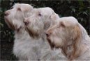 Фотографии к статье: Итальянский спиноне (Spinone Italiano, Italian Wire-haired Pointing Dog) / Советы по уходу и воспитанию породы собак, описание собаки, помощь при болезнях, фотографии, дискусии и форум.