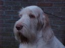 Фотографии к статье: Итальянский спиноне (Spinone Italiano, Italian Wire-haired Pointing Dog) / Советы по уходу и воспитанию породы собак, описание собаки, помощь при болезнях, фотографии, дискусии и форум.