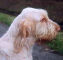 Фотографии к статье: Итальянский спиноне (Spinone Italiano, Italian Wire-haired Pointing Dog) / Советы по уходу и воспитанию породы собак, описание собаки, помощь при болезнях, фотографии, дискусии и форум.