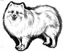 Фотографии к статье: Японский шпиц (нихон супитцу) (Japanese Spitz, Nihon Supittsu) / Советы по уходу и воспитанию породы собак, описание собаки, помощь при болезнях, фотографии, дискусии и форум.