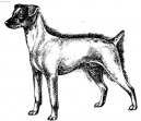Японский терьер (Japanese Terrier, Nihon Terrier) / Породы собак / Уход, советы, бесплатные объявления, форум, болезни